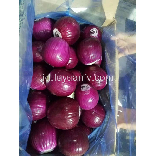 Bawang segar dari shandong